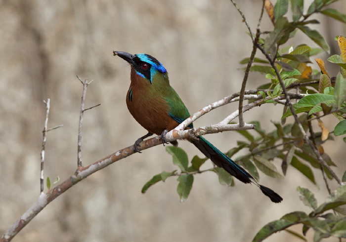 Momotus momota bahamensis Momotidae