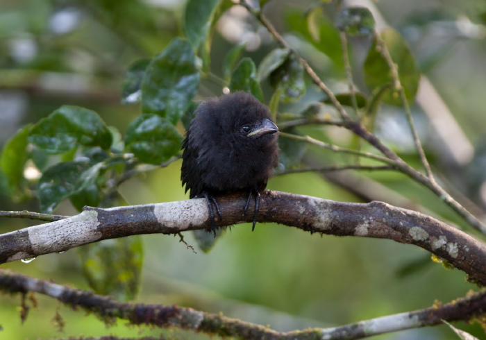 Crotophaga ani Cuculidae