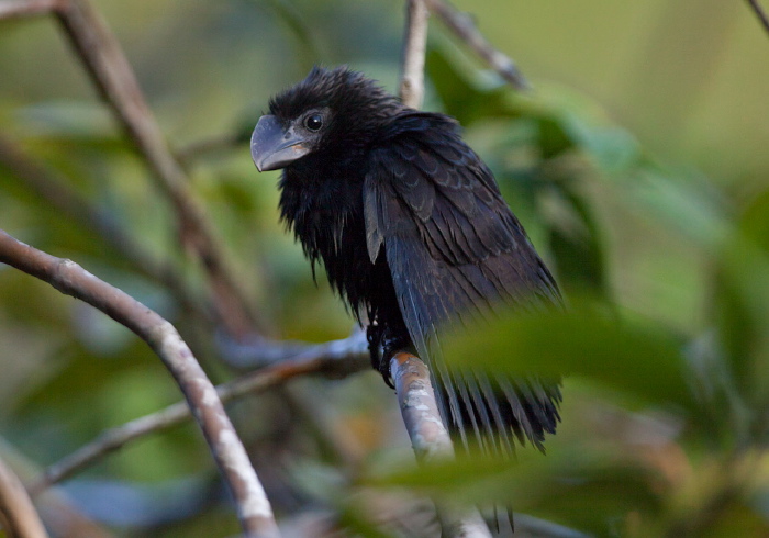 Crotophaga ani Cuculidae