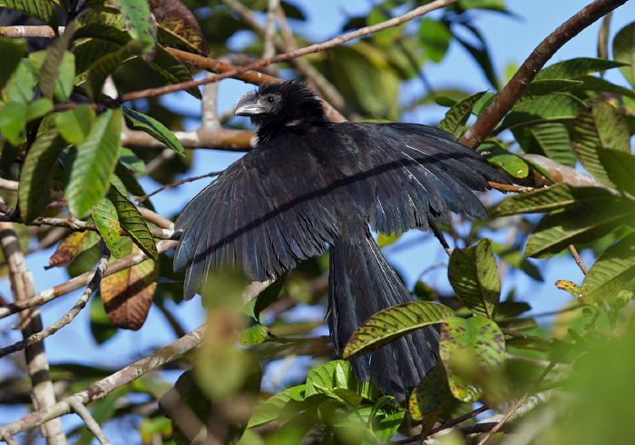 Crotophaga ani Cuculidae