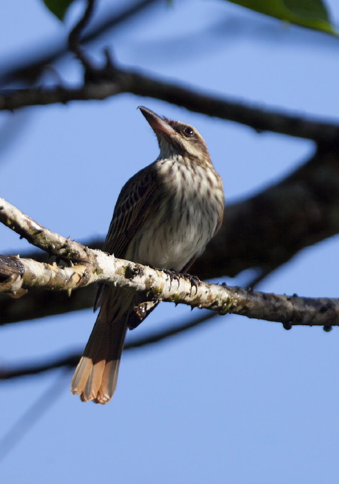 Myiodynastes maculatus Tyrannidae