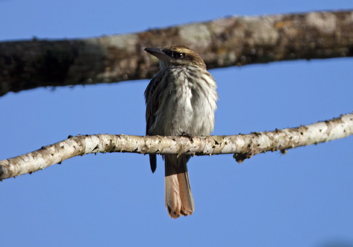 Myiodynastes maculatus Tyrannidae