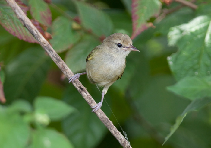 Hylophilus flavipes) Vireonidae