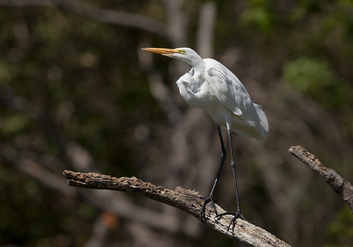 Ardea alba Ardeidae