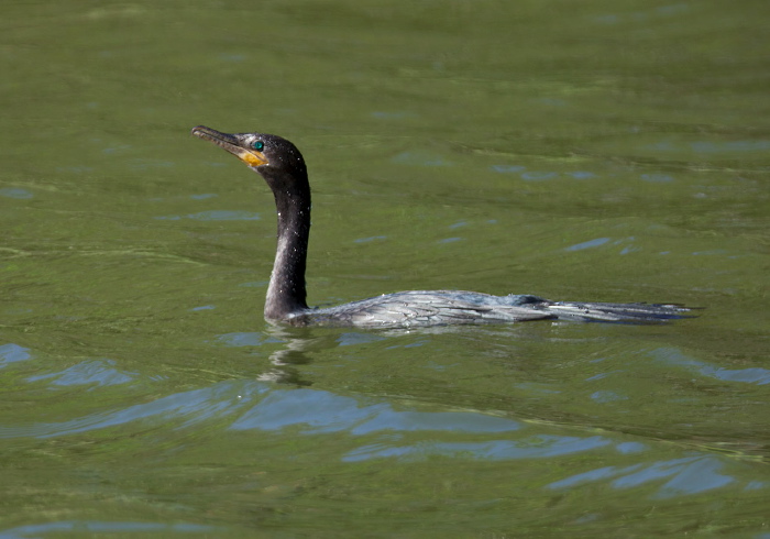 Phalacrocorax brasilianus Phalacrocoracidae