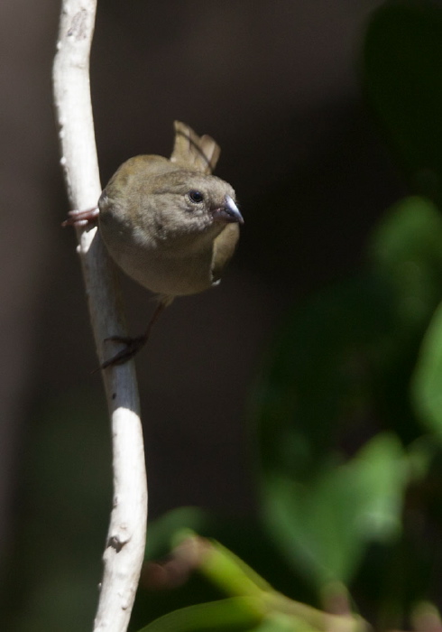 Tiaris bicolor Thraupidae