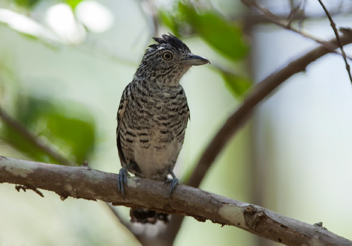 Thamnophilus doliatus Thamnophilidae