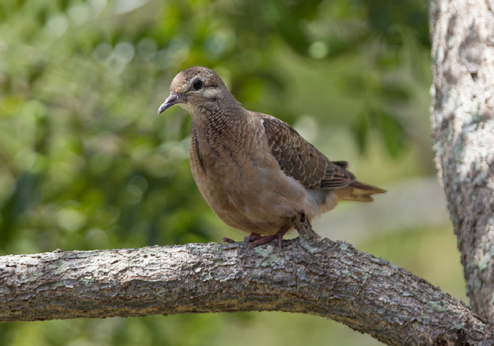 Zenaida auriculata Columbidae