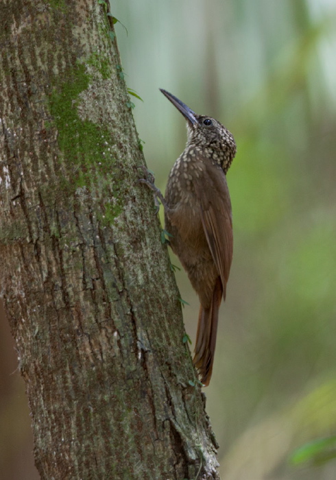 Xiphorhynchus susurrans Furnariidae