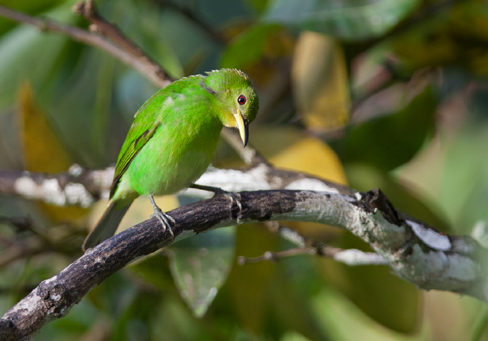 Chlorophanes spiza Thraupidae