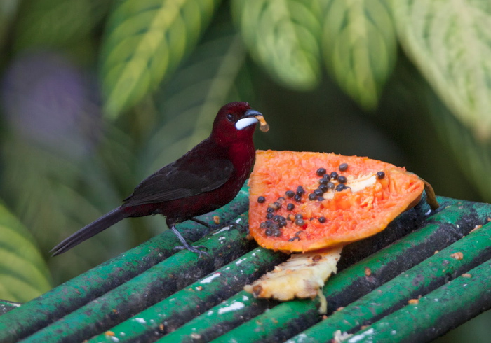 Ramphocelus carbo Thraupidae