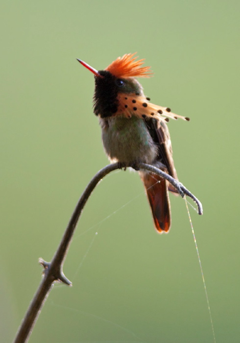 Lophornis ornatus Trochilidae