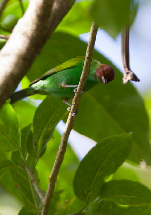 Tangara gyrola Thraupidae