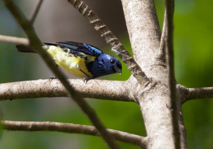 Tangara mexicana Thraupidae