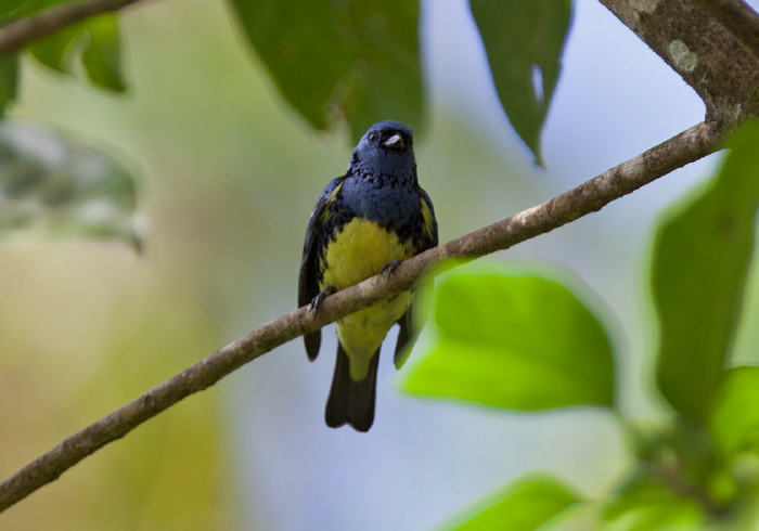 Tangara mexicana Thraupidae