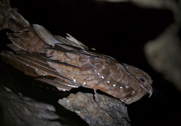 Steatornis caripensis Steatornithidae