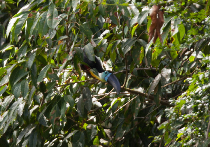 Ramphastos vitellinus Ramphastidae