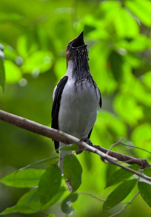 Procnias averano Cotingidae