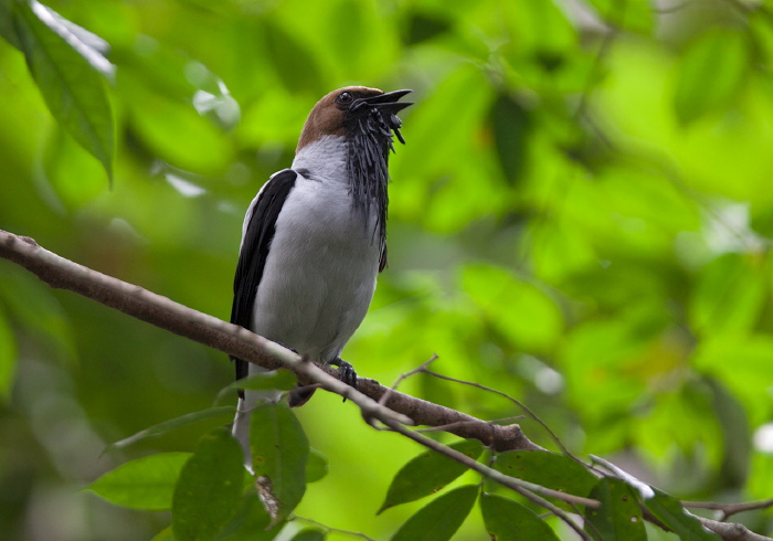 Procnias averano Cotingidae