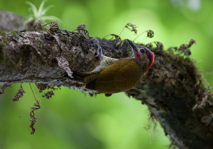 Colaptes rubiginosus Picidae