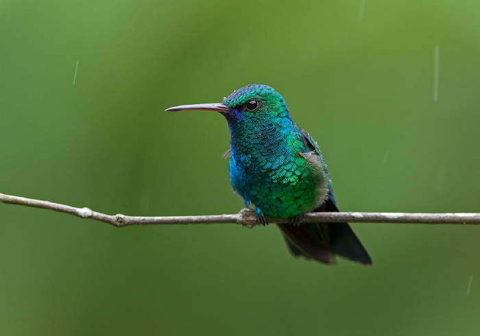 Chlorestes notatus Trochilidae