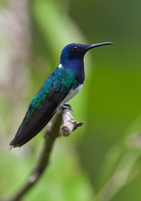 Florisuga mellivora mellivora Trochilidae