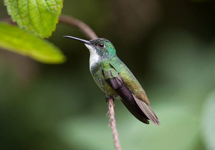 Amazilia brevirostris Trochilidae