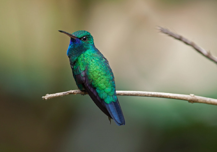 Chlorestes notatus Trochilidae