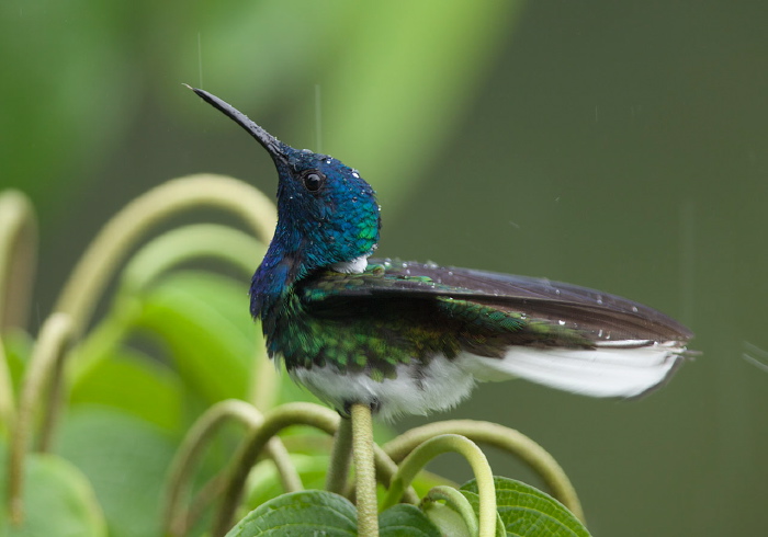 Florisuga mellivora mellivora Trochilidae