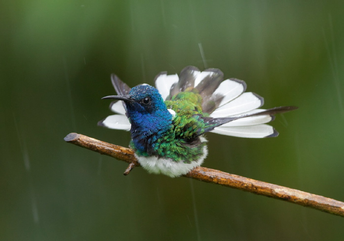 Florisuga mellivora mellivora Trochilidae