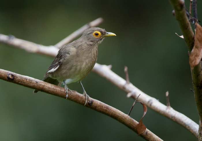 Turdus tephronotus Turdidae