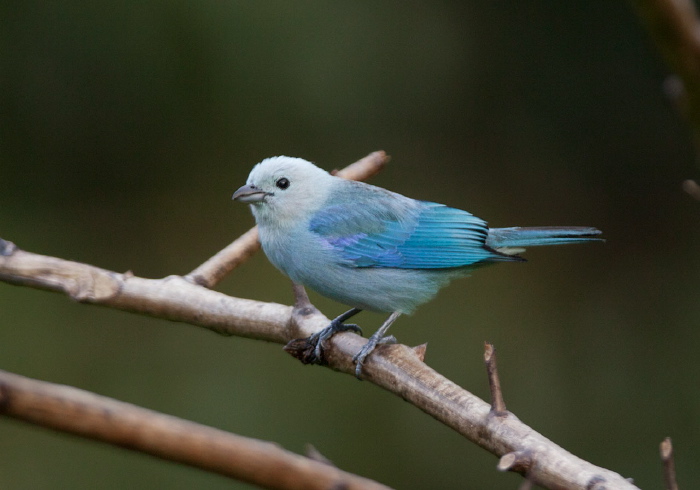 Thraupis episcopus neosophilus Thraupidae