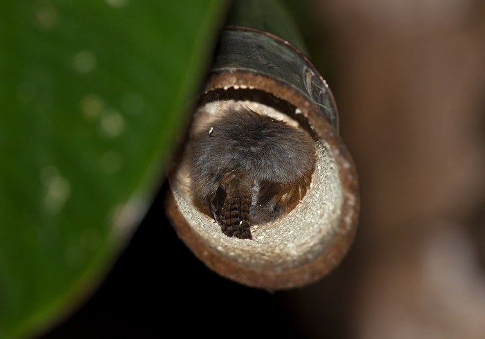 Troglodytes (aedon) musculus albicans Troglodytidae