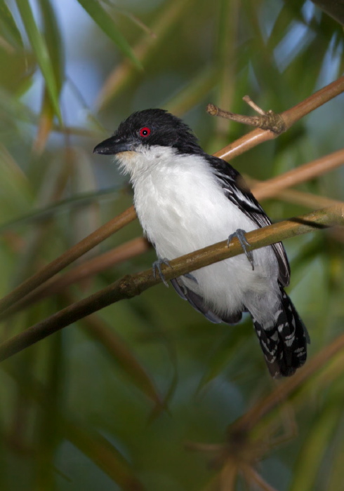 Taraba major Thamnophilidae