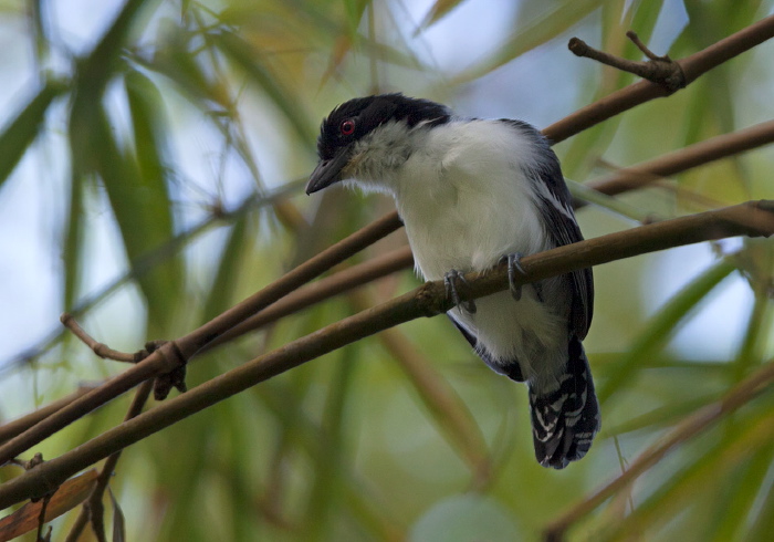 Taraba major Thamnophilidae