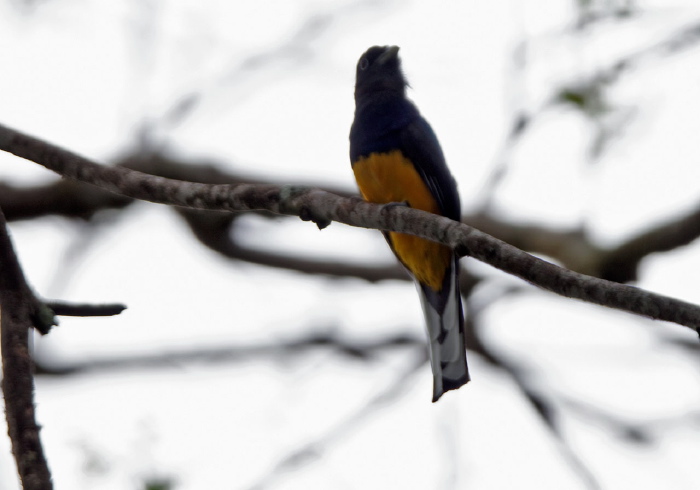 Trogon viridis chionurus Trogonidae