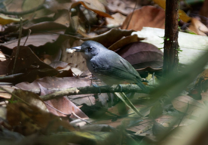 Dysithamnus mentalis Thamnophilidae