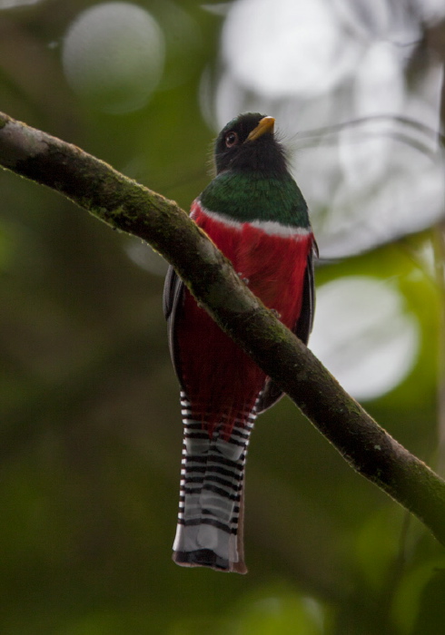 Trogon collaris Trogonidae