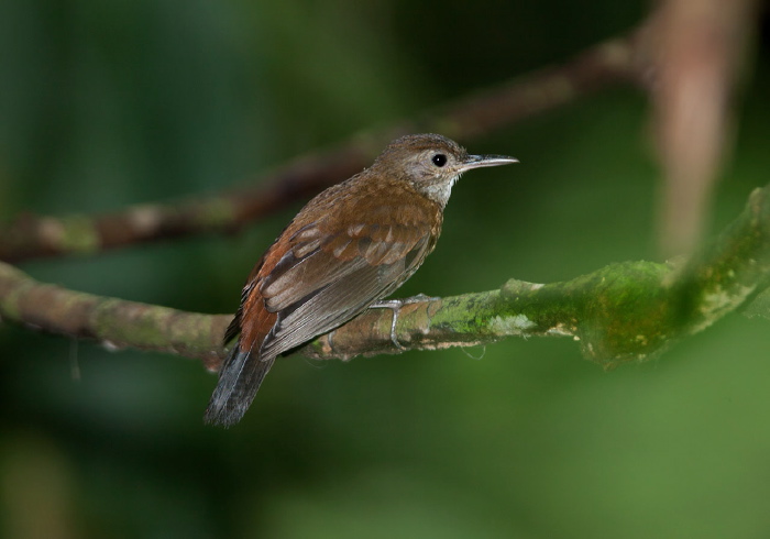 Sclerurus albigularis Furnariidae