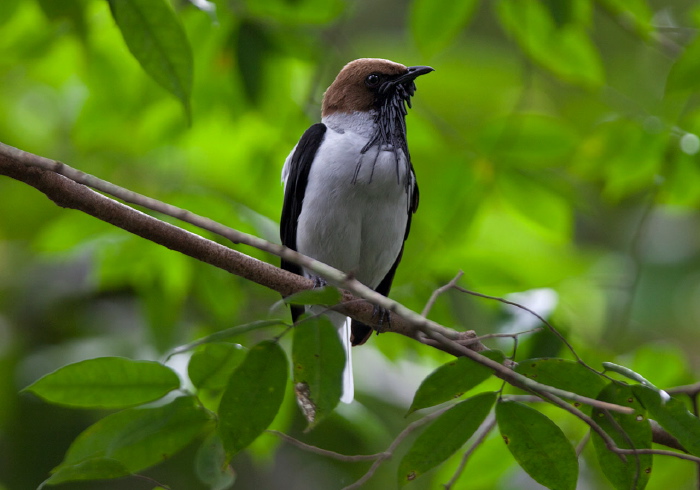 Procnias averano Cotingidae