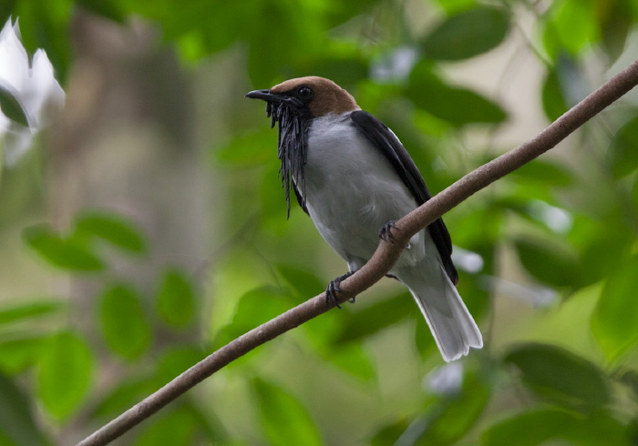 Procnias averano Cotingidae