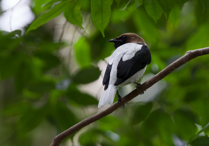 Procnias averano Cotingidae