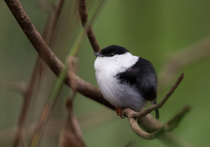 Manacus manacus Pipridae