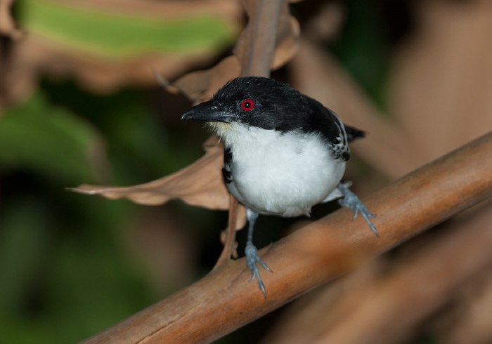 Taraba major Thamnophilidae