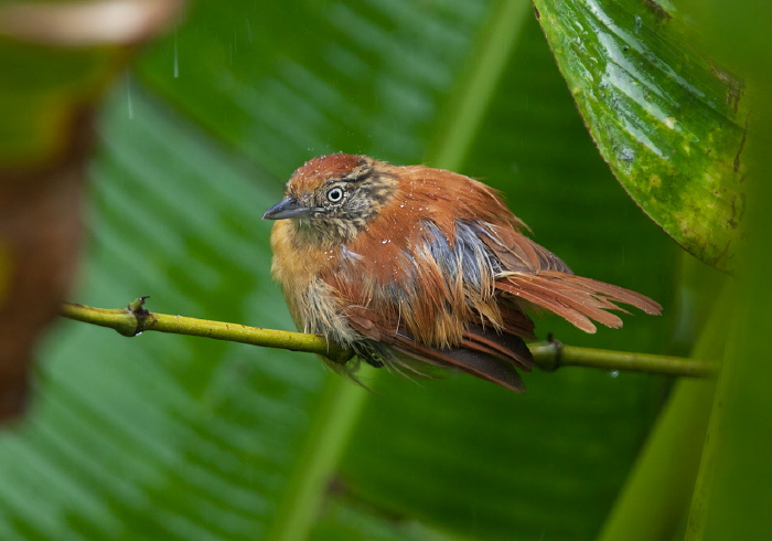 Thamnophilus doliatus Thamnophilidae