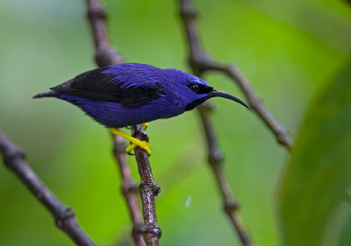 Cyanerpes caeruleus Thraupidae