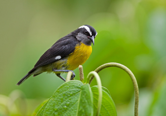 Coereba flaveola Coerebidae