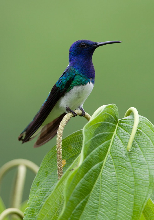 Florisuga mellivora mellivora Trochilidae