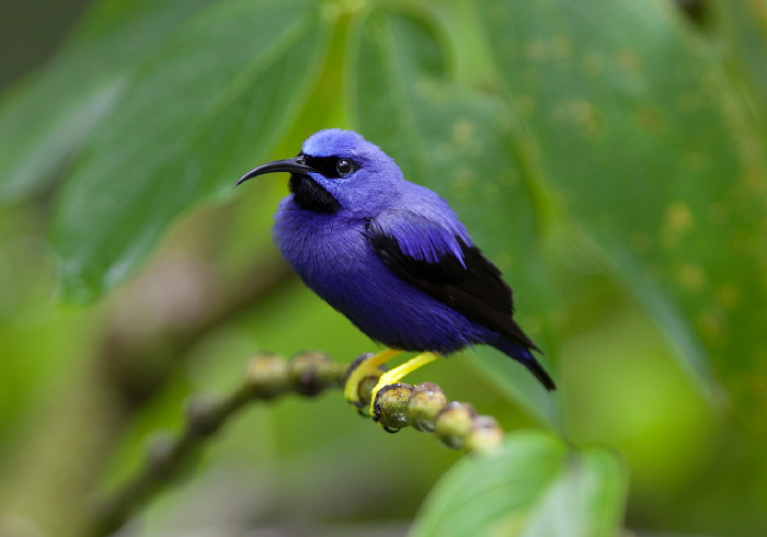 Cyanerpes caeruleus Thraupidae