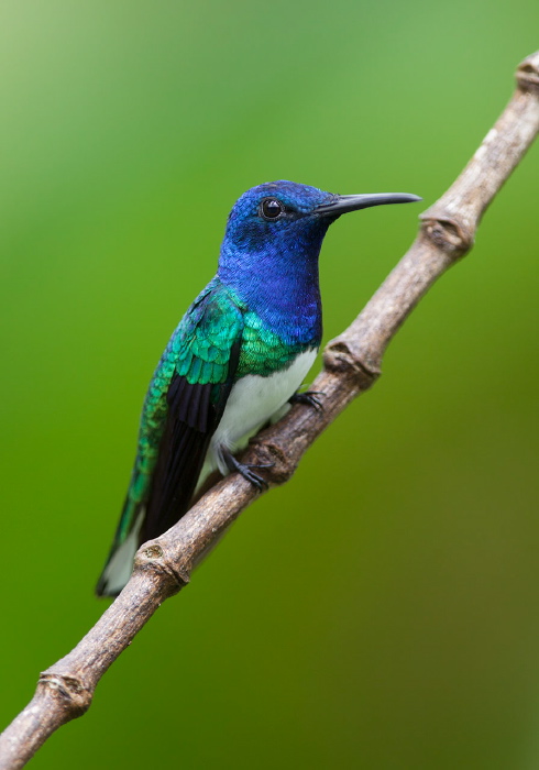 Florisuga mellivora mellivora Trochilidae